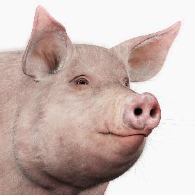 Pig Adult Female (with Fur)